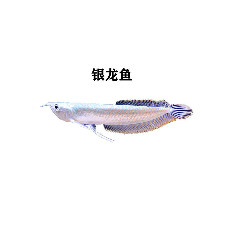 银龙龙鱼红眼白子七彩混养配鱼热带鱼观赏鱼鱼场鱼