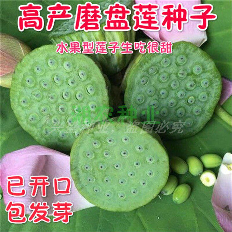 荷花大型种子观赏采莲磨盘莲籽四季莲子开口家庭园艺种子