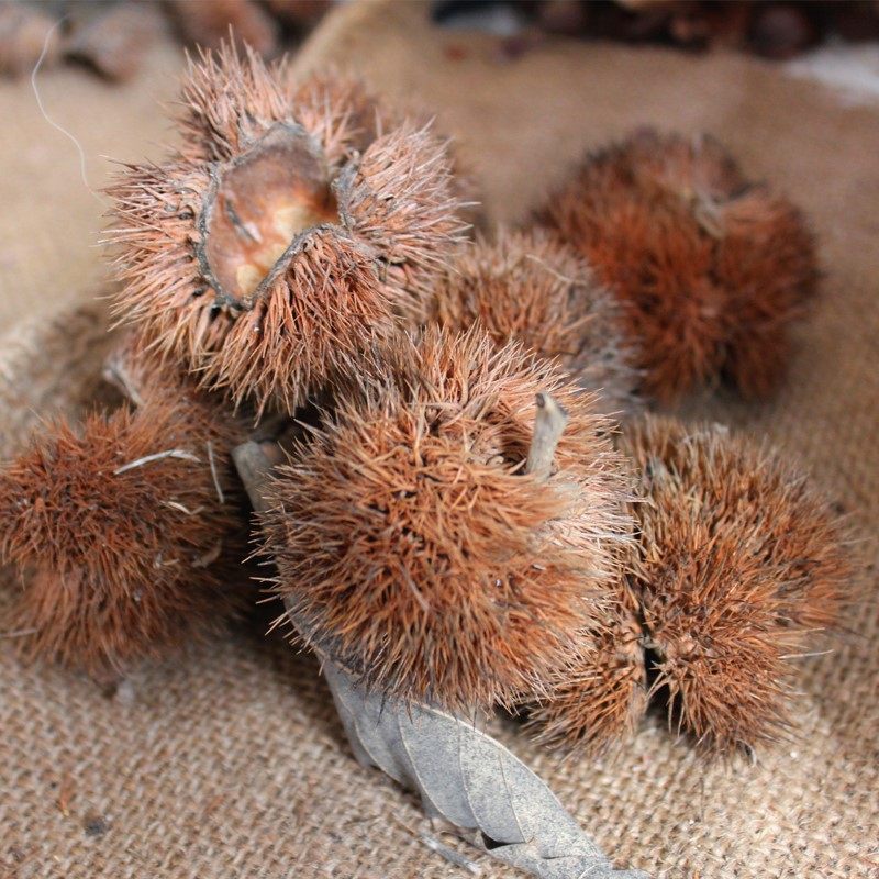 刺壳栗蓬带刺板栗球栗风栗壳板粟刺晒干迁西即食板栗