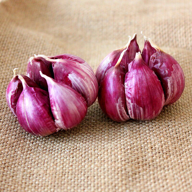 蓝祁甘肃民乐乐紫大蒜20年新蒜农家自产蒜头手机保护套