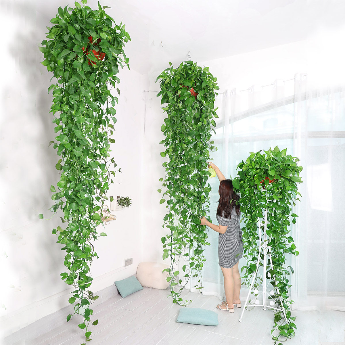 绿萝大盆长藤款垂吊植物爬墙绿植长藤吊兰水培绿植