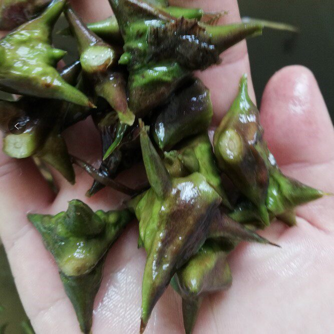 菱角野生顺丰空运现摘米小洪湖新鲜四角去壳手机保护套