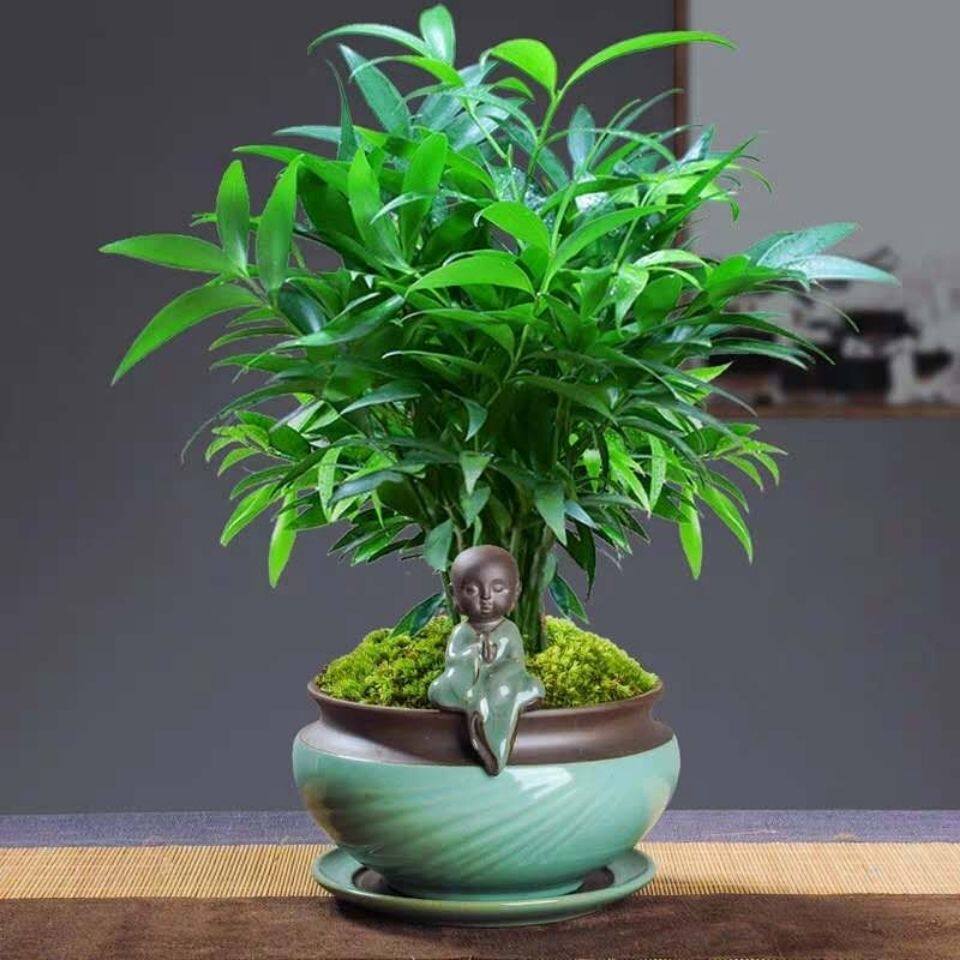 富贵竹蚊虫竹柏盆栽平安竹清香型四季青室内净化空气绿植