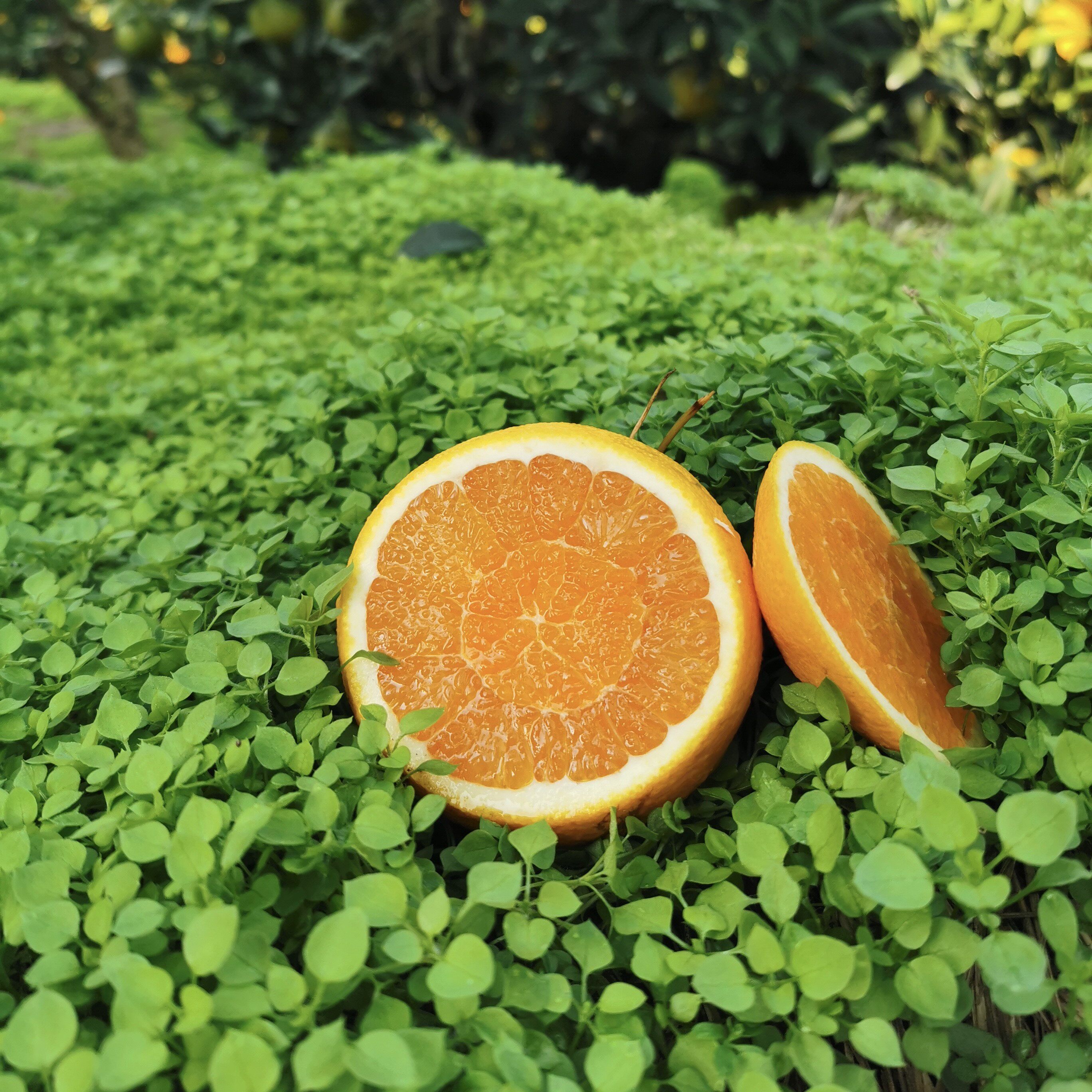 秭归九月红脐橙10斤箱果手剥冻橙子新鲜现摘现发手机保护套