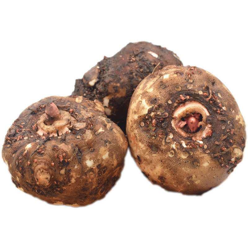 陕西安康岚皋新鲜生魔芋头制作魔芋豆腐原料其它