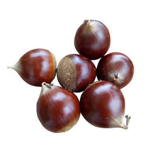 建瓯榛毛锥子栗生新鲜锥栗锥粟小板粟圆椎粟毛新鲜板栗