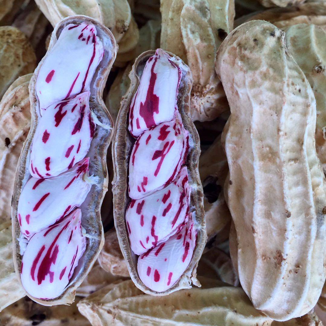 花生七彩2020年新鲜带土现挖5斤带壳生农家自种花生