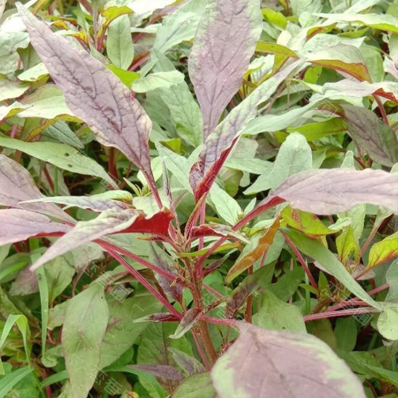 柳叶苋菜种籽绿苋菜种盆栽家庭阳台菜籽春秋家庭园艺种子