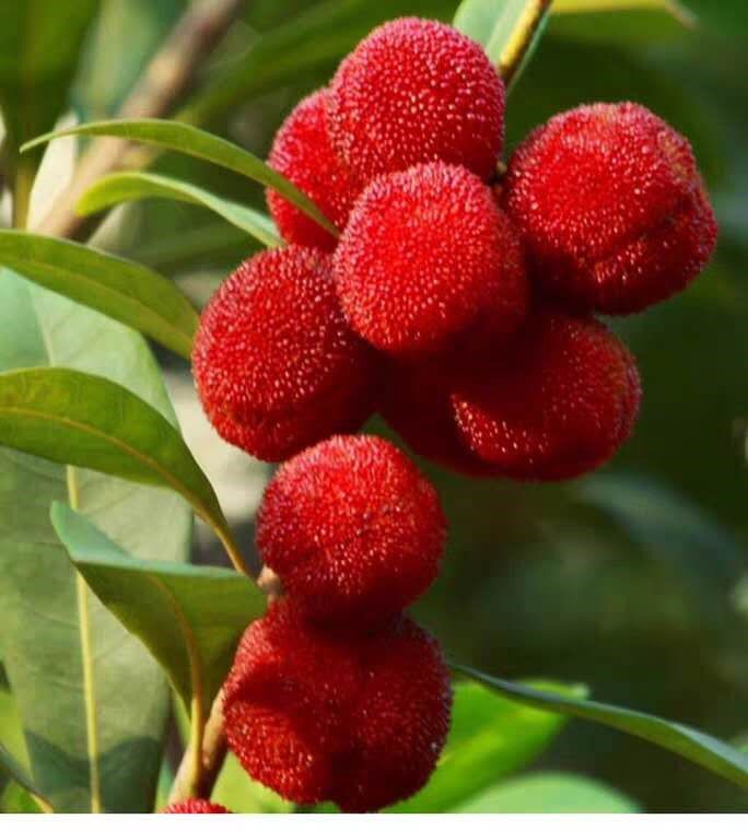 杨梅新鲜西山五斤现发现摘余姚慈溪白杨梅水果手机保护套