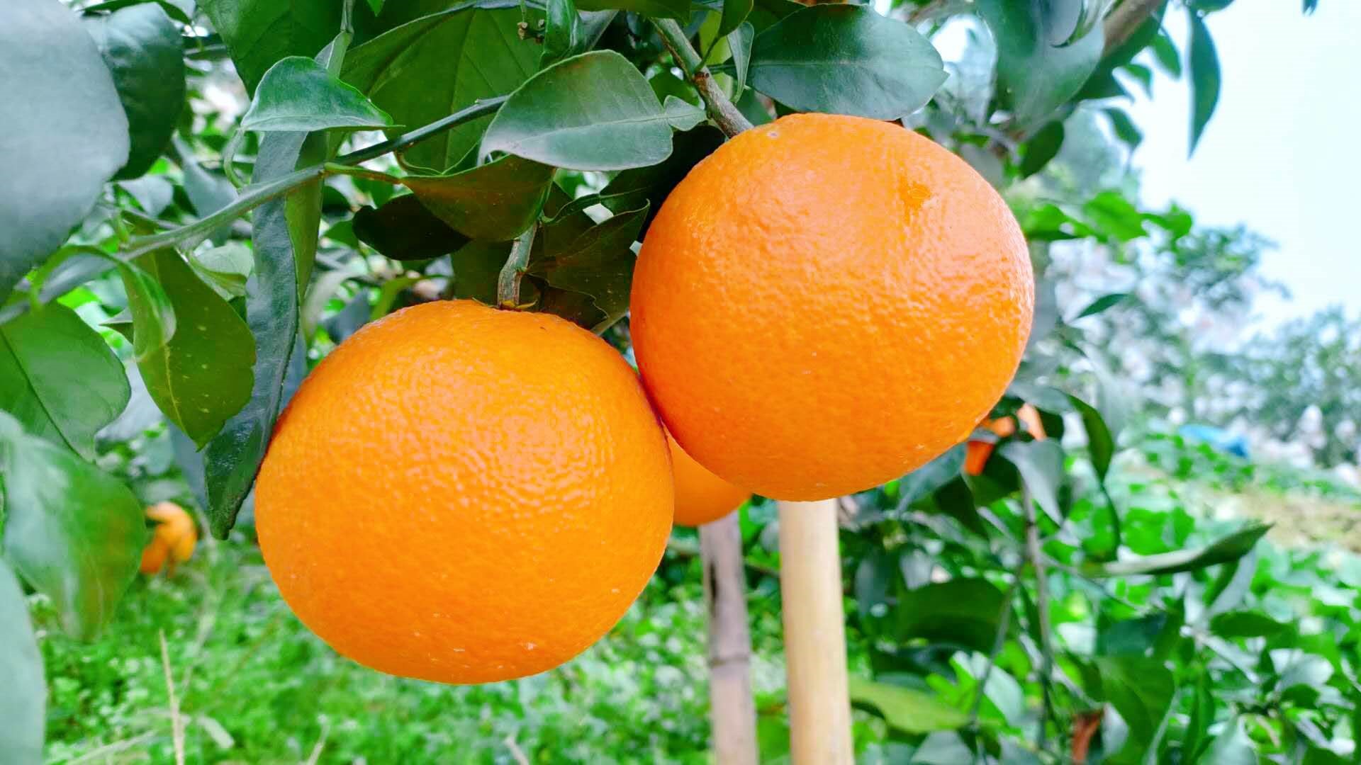 四川爱媛38号果冻橙精品大510斤橙子新鲜当季手机保护套