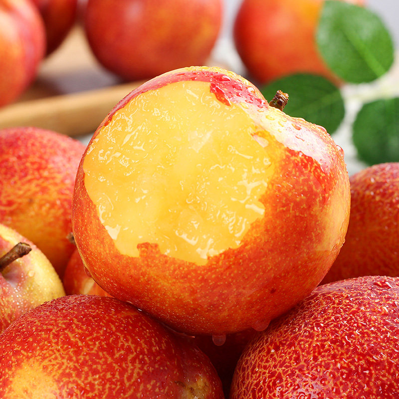 李子东北北大红袍辽宁省特产新鲜水果黄肉特大礼品袋