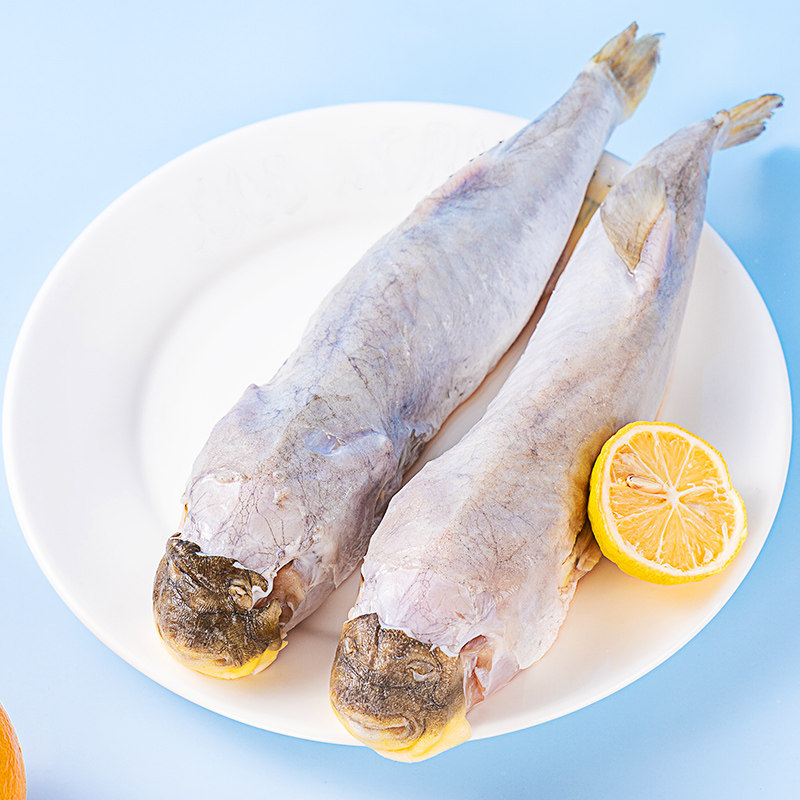河豚家族食用500g靖江处理速冻生鲜鲜鱼养殖淡水鱼类