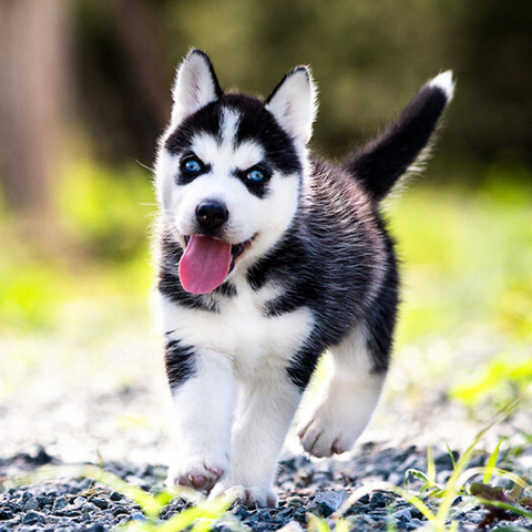 纯种阿拉斯加幼犬巨型灰桃脸阿拉斯加犬雪橇犬哈士奇萨摩耶犬活物