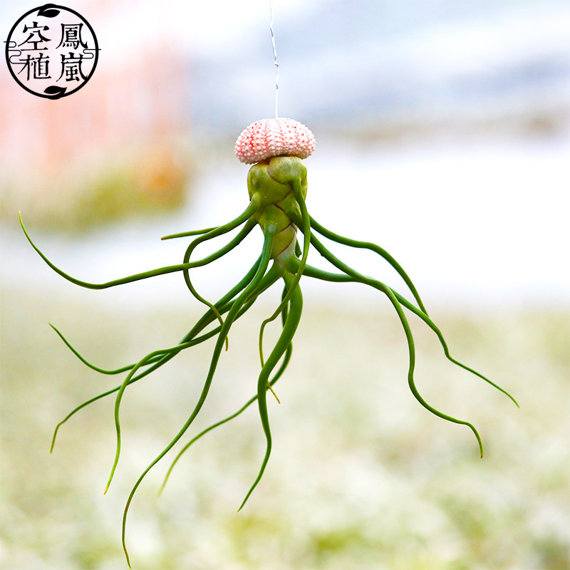 空凤植岚空气凤梨泰国巨型章鱼蝴蝶t.bulbosa肚子绿植