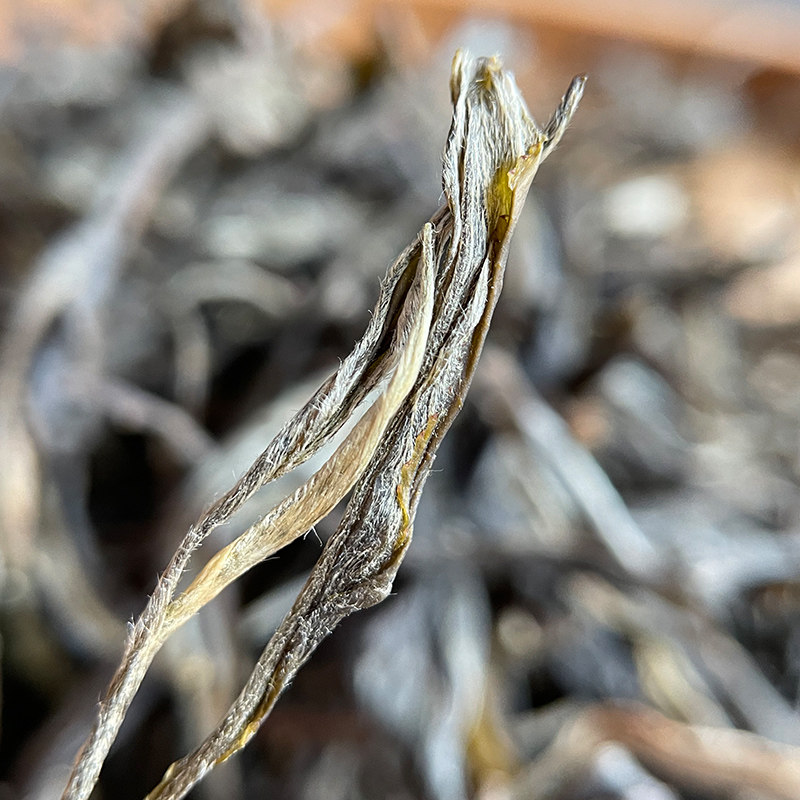 同昌2021年春茶冰岛南迫单株云南650年古树纯料普洱