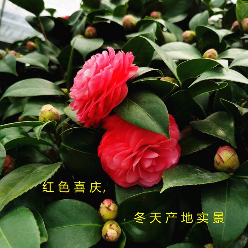 花卉红玉山茶室内盆栽茶花花苞四季绿植庭院时令草本花卉