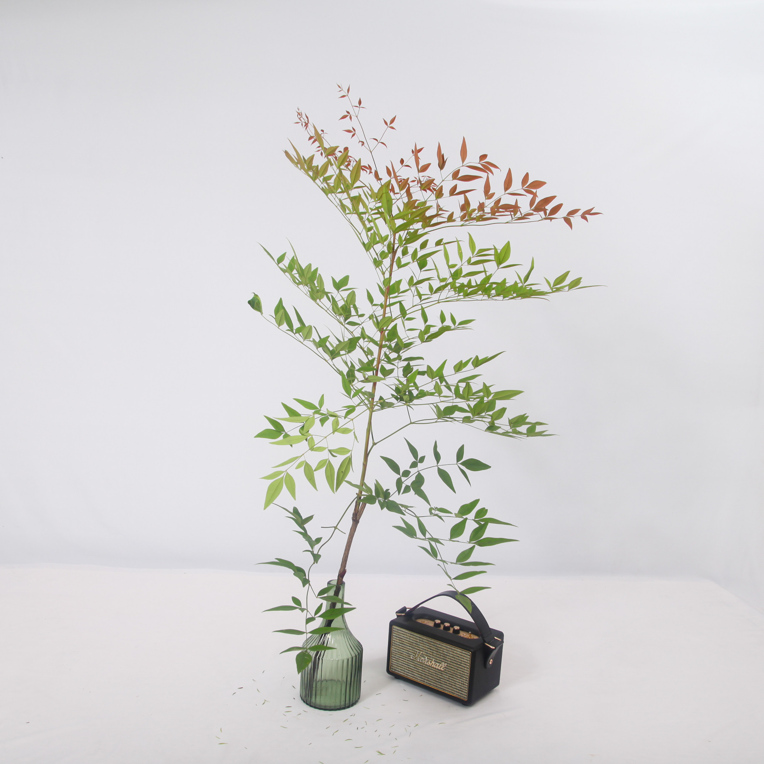 南天天竹鲜切火焰红水植物水培绿植室内观叶非鲜花速递(同城)