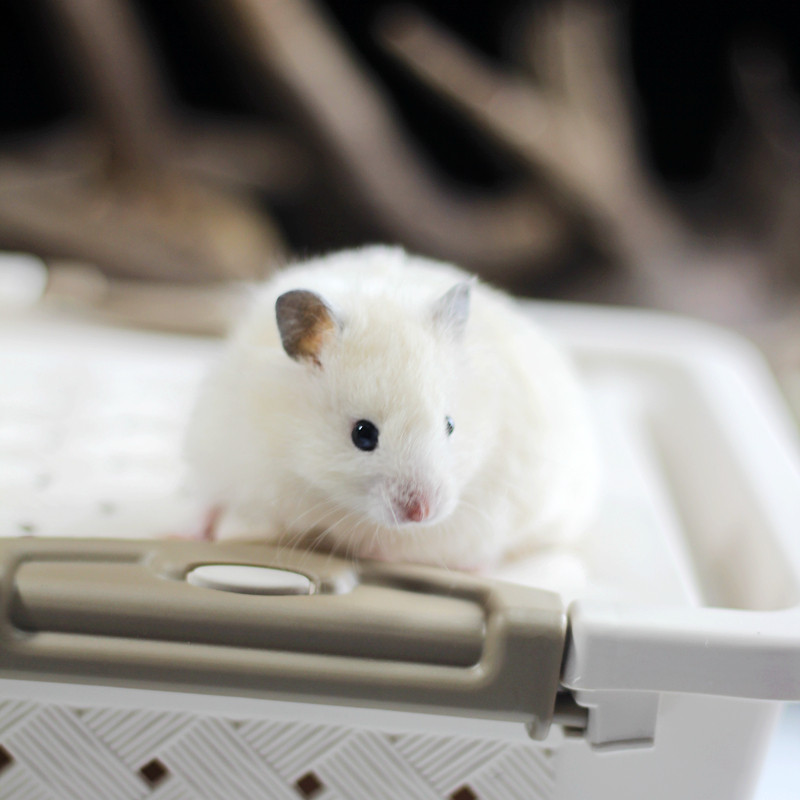 长毛鼠趣自愈色系米熊家庭繁殖金丝熊一对一视频仓鼠