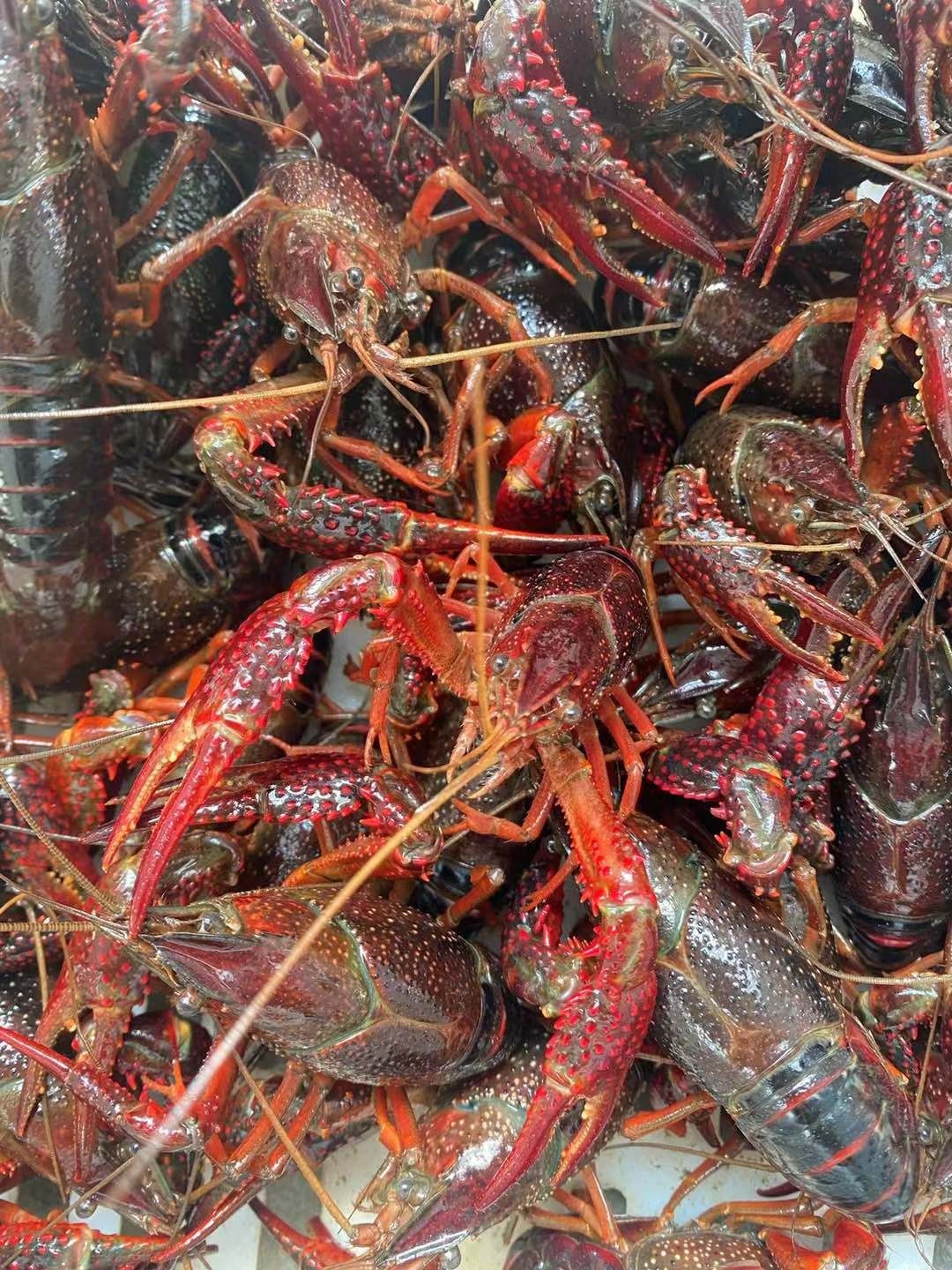 小龙虾5斤鲜活红壳淡水洪泽湖盱眙清水活虾活虾