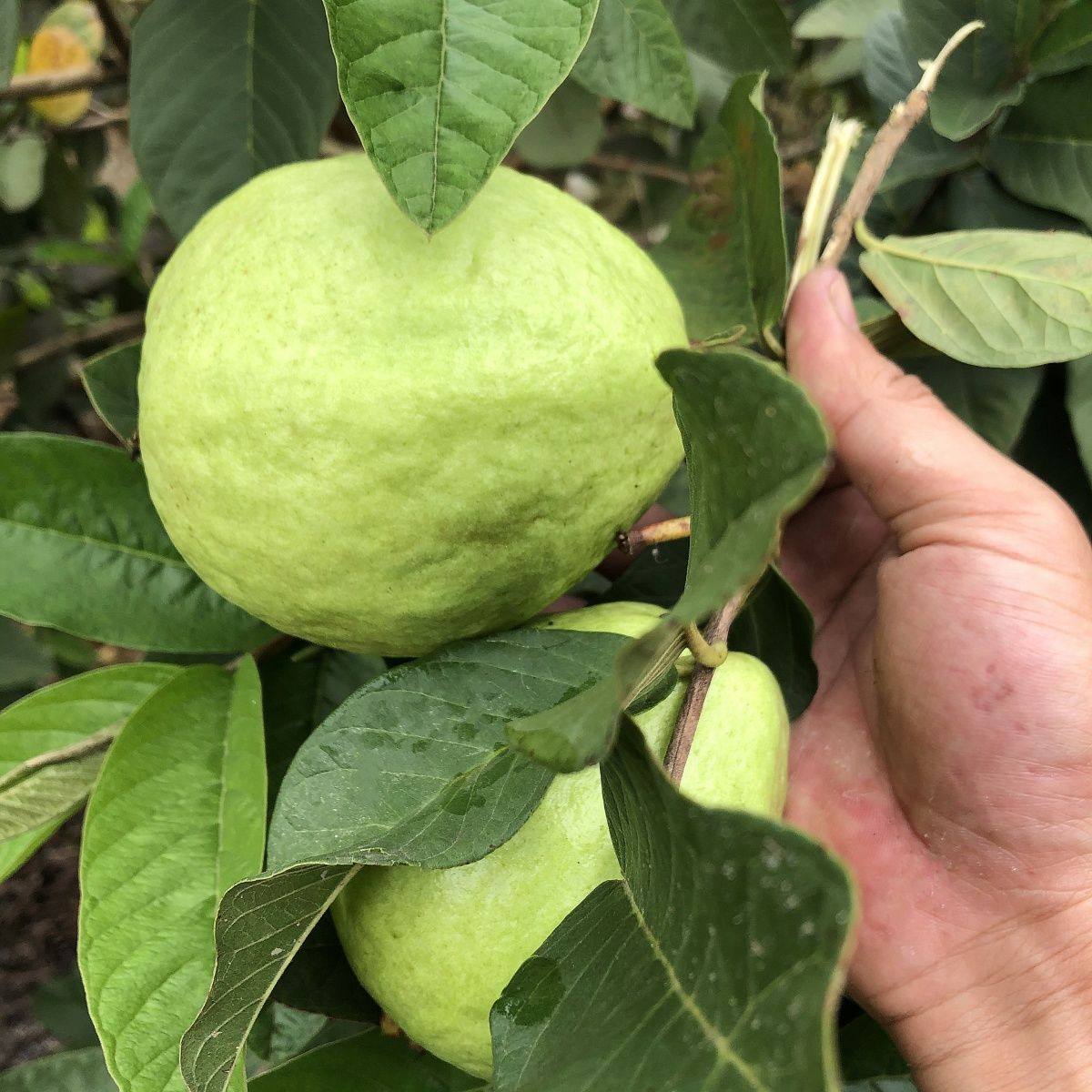 广西现摘白心番石榴芭乐5斤装新鲜热带水果甜香珍珠芭乐