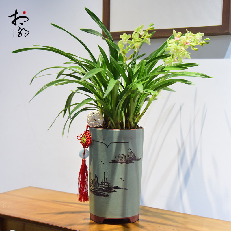 香兰花卉盆景兰花盆栽绿植中式书房茶室办公时令草本花卉