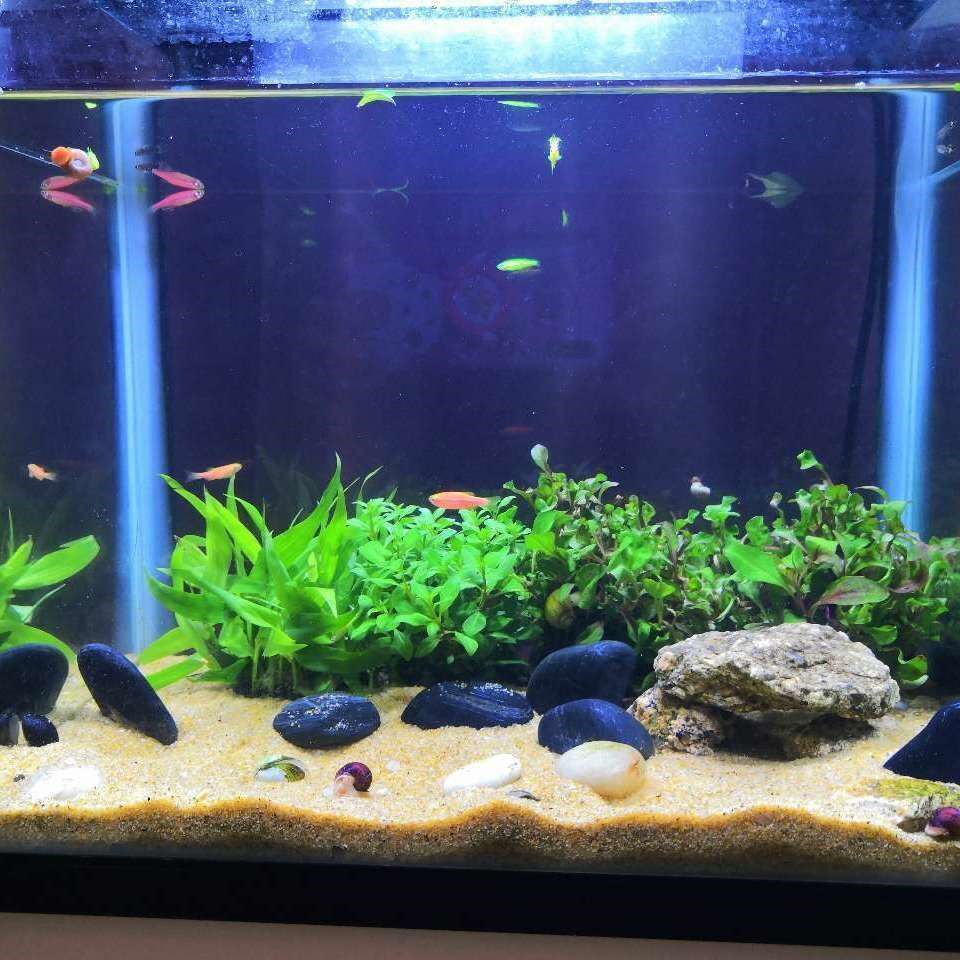 天然乌龟铺面多肉金沙黄金沙鱼缸装饰造景水族箱造景