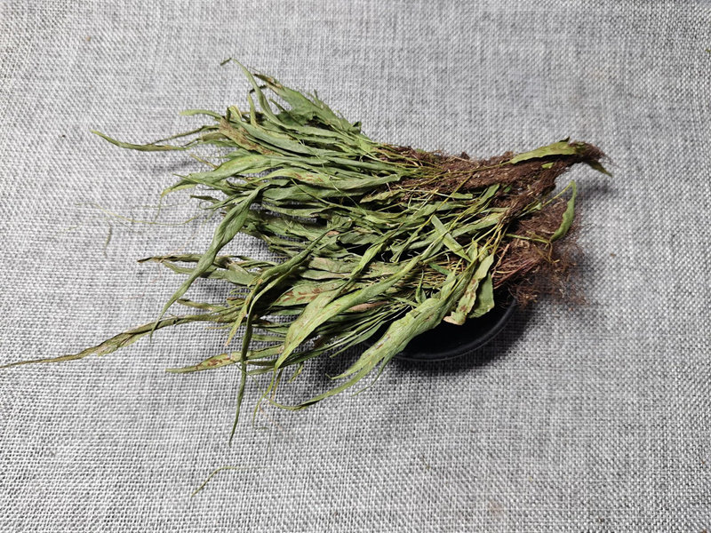 马蹬草100g过桥还阳小石韦马蹬草新鲜干货野生其他药食同源食品