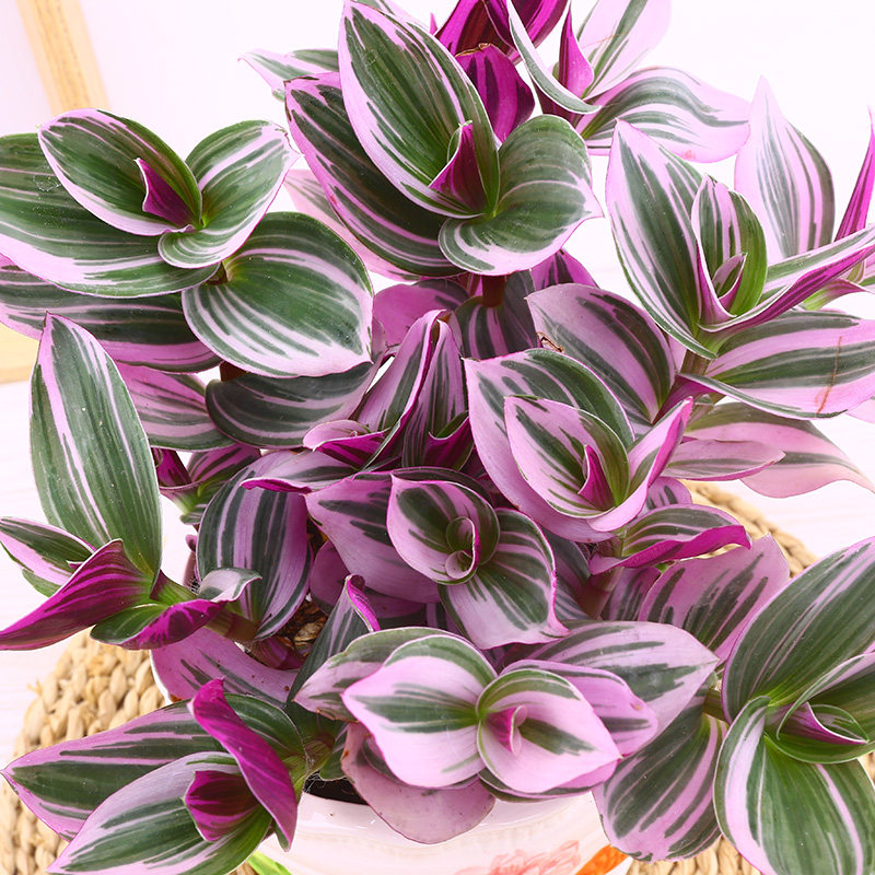 油画婚礼吊兰盆栽垂吊多肉植物大颗好养胭脂绿植