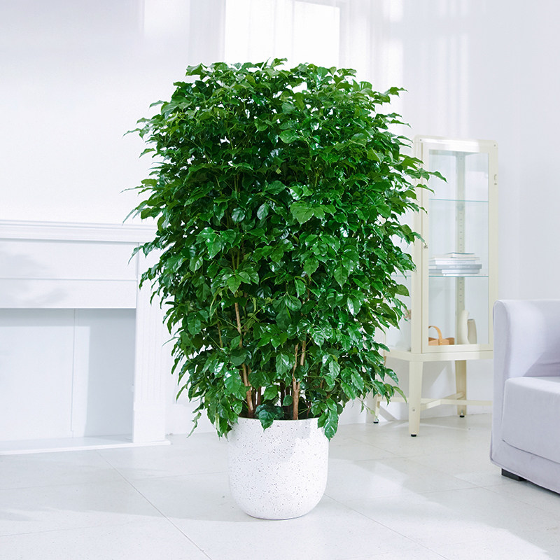 幸福树绿宝树木盆栽植物室内客厅大型绿植四季大型绿植