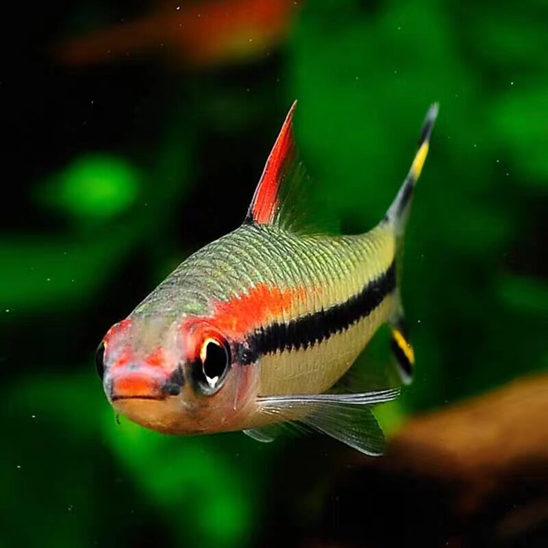 道人一眉红眉热带鱼观赏鱼淡水鱼灯科鱼草缸群游鱼鱼