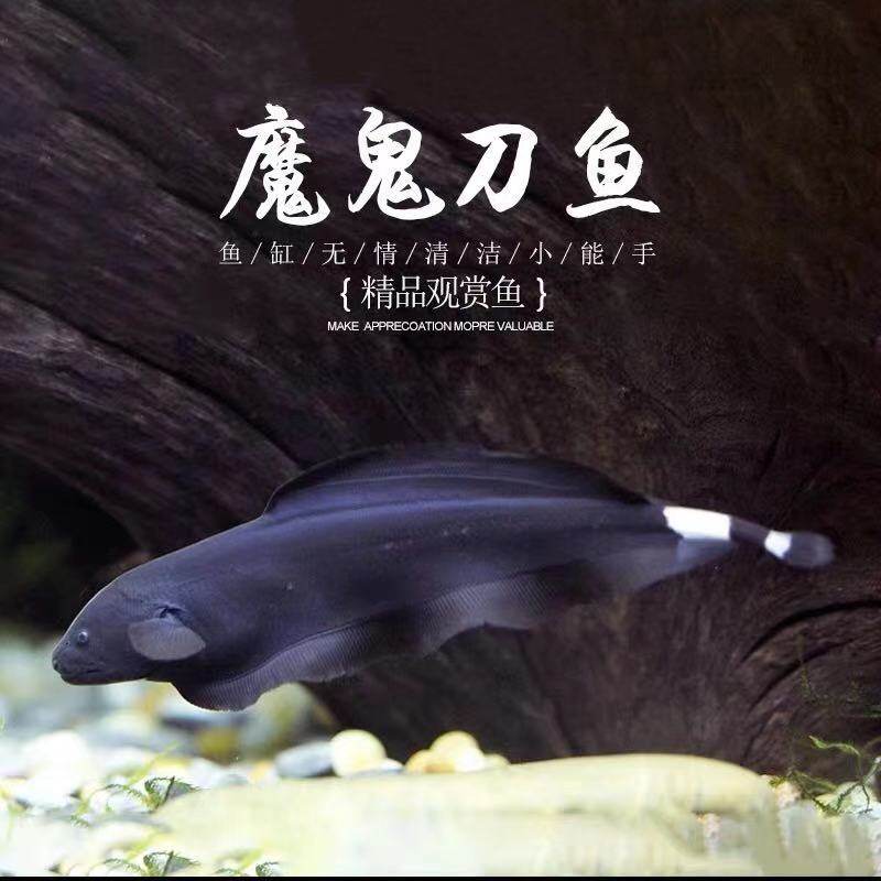 魔鬼黑羽羽毛热带鱼淡水鱼宠物黑色招财电鳗活体鱼