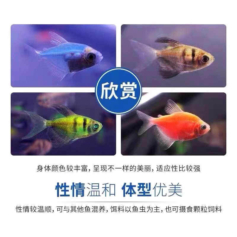 彩旗旗鱼天使鱼柠檬黄衣绿衣玻璃拉拉鱼彩群热带鱼