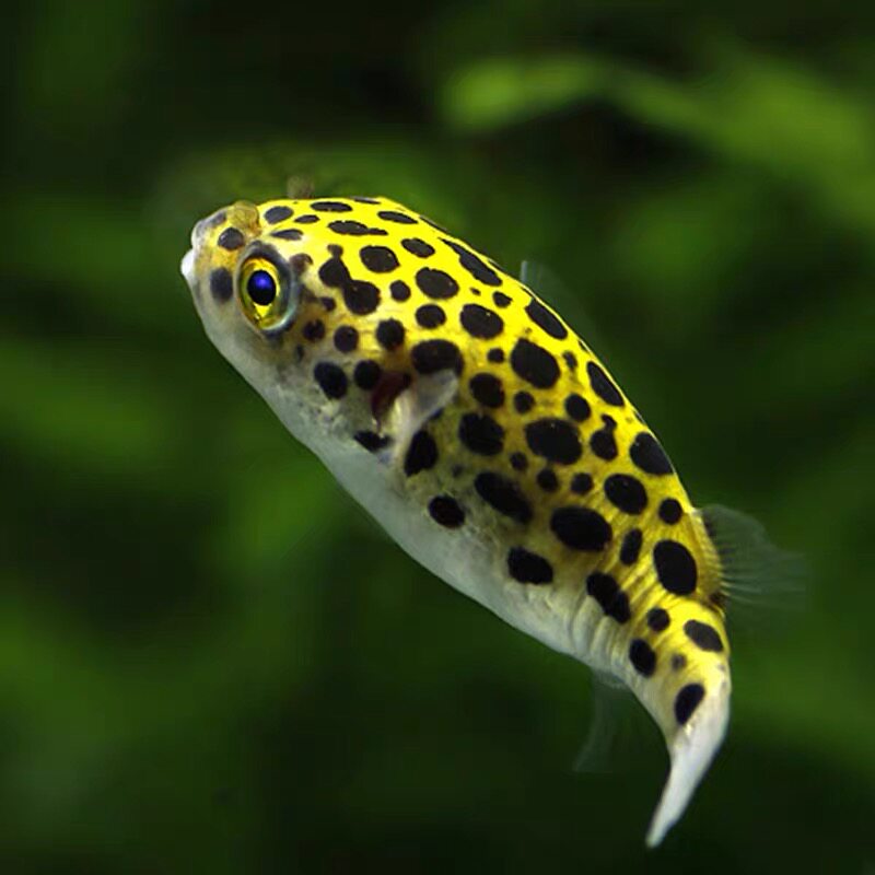 狗头印尼迷你大金金娃娃热带观赏鱼河豚斑马活体鱼