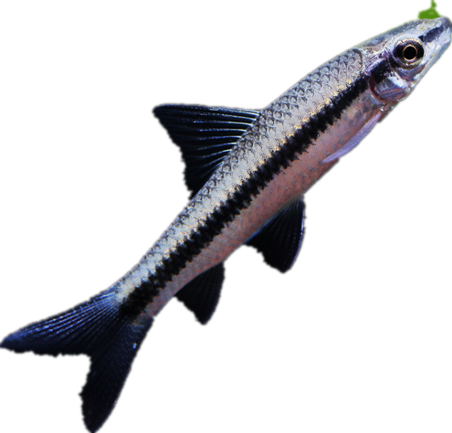 飞狐黑线一线水草毛藻青苔强力藻王工具热带鱼