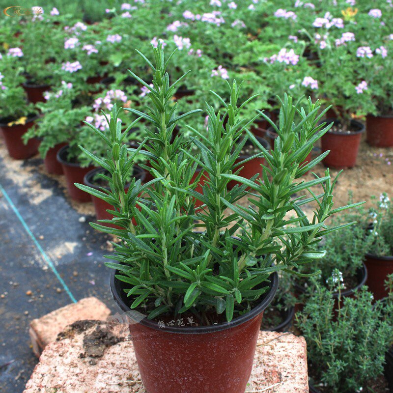 迷迭香盆栽可食用驱蚊植物食用香草花卉自产自销绿植