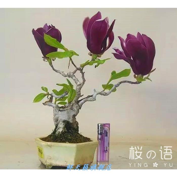 玉兰矮化庭院阳台盆景白玉兰黄玉兰玉兰花花卉