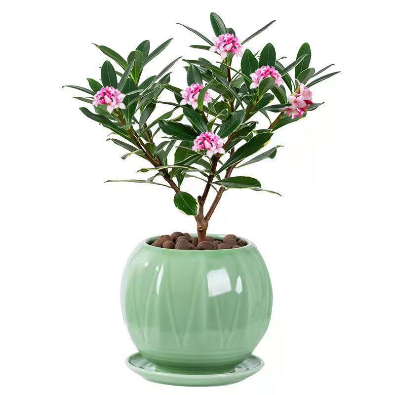 金边室内花卉名贵养活植物绿植老桩瑞香盆景绿植