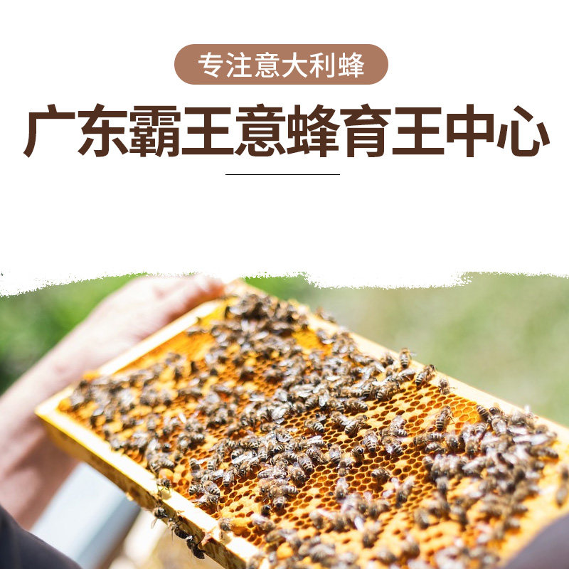 松丹二号意蜂蜂王高产王生产王产卵王意蜂新王蜜浆王