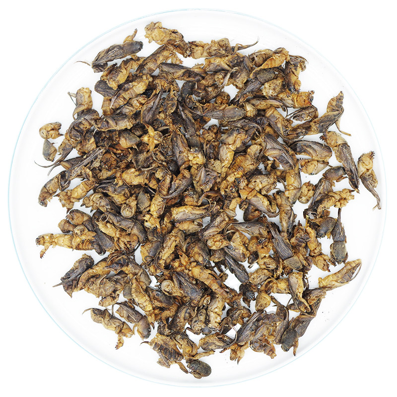 蝼蛄500克野蝲土狗蝲蝲昆虫虫类中药材大全其他药食同源食品