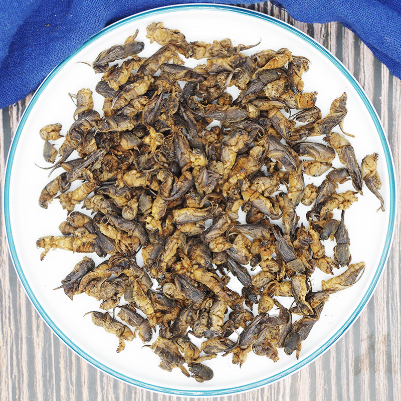 蝼蛄500克野蝲土狗蝲蝲昆虫虫类中药材大全其他药食同源食品