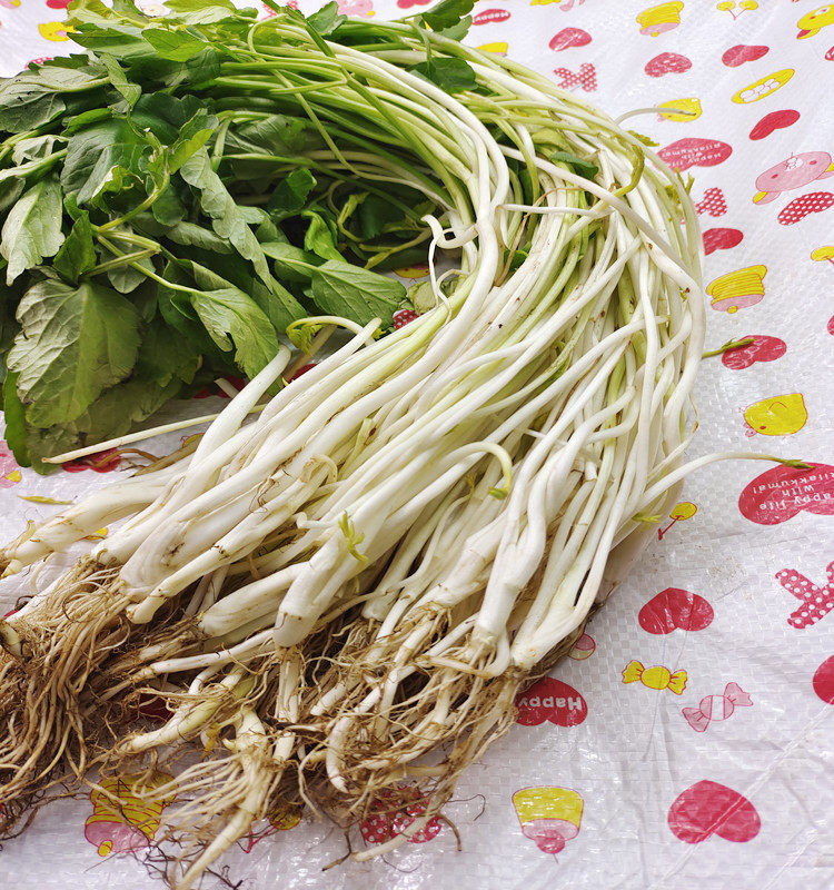 安徽芜湖巢湖无为特产芹芽白芹水芹菜当季新鲜叶菜类