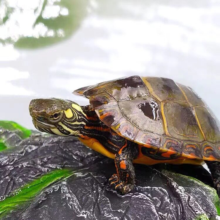 东锦龟红西锦鱼缸混养网红小乌龟活物宠物观赏龟