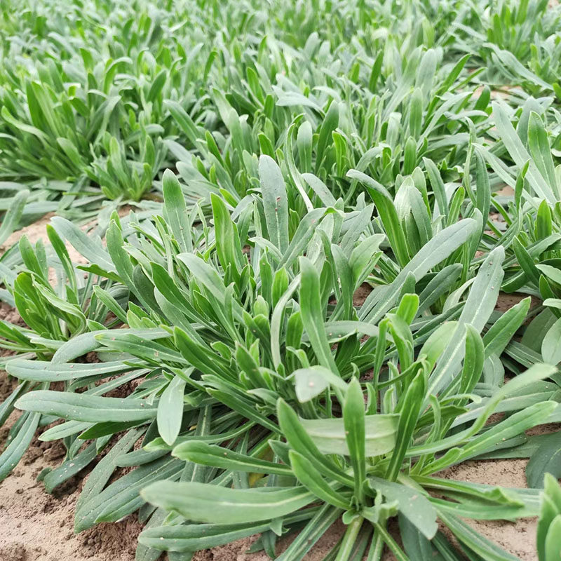 野生面条菜麦瓶草种种子兔子头春秋冬季阳台盆栽家庭园艺种子