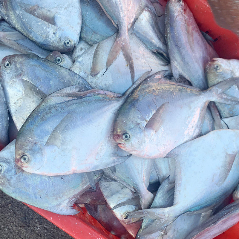 斤 海鲜活金深海白水产平鱼镜鱼海扁鱼 6条 新鲜野生银鲳鱼4斤 - 爱购