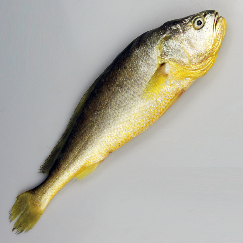 新鲜大黄黄花鱼海深海冷冻正宗宁德大黄鱼4条4斤黄鱼