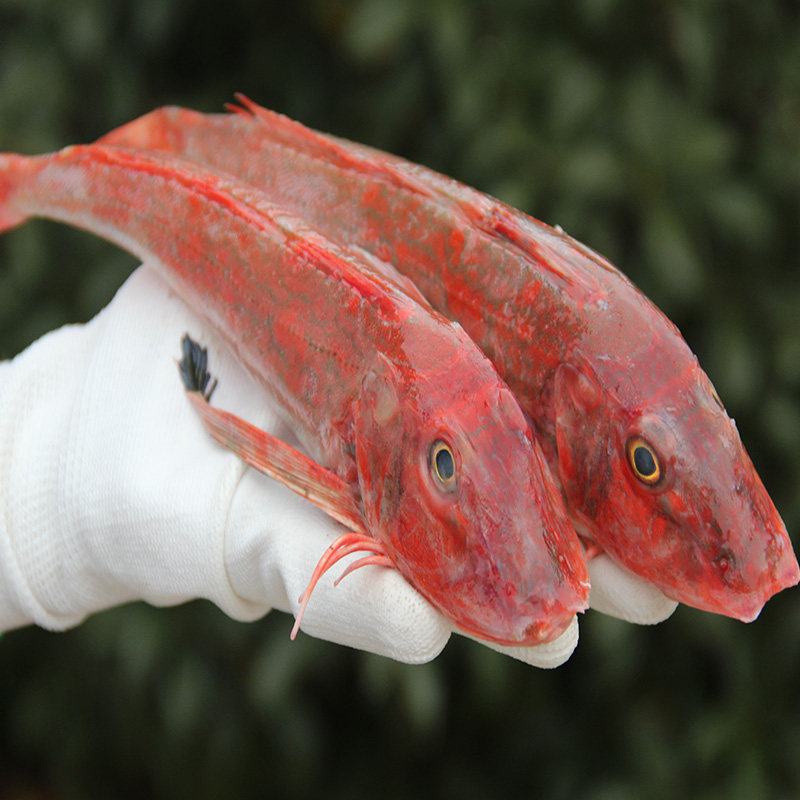子鱼海鲜红鱼绣鞋捕红4斤红娘红娘子45条红头斑鱼