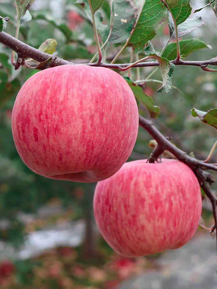 正宗陕西洛川苹果红富士新鲜水果当季时令整箱脆甜多汁延安苹果