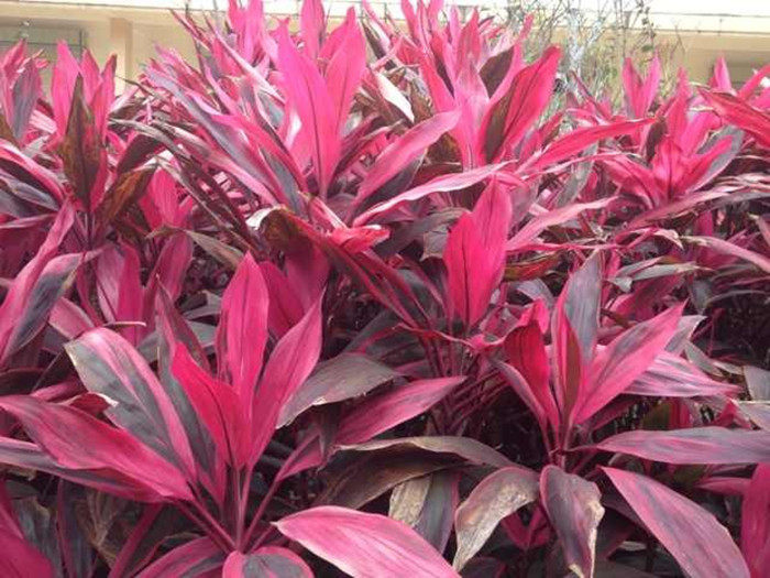 朱蕉植物盆栽热销红叶紫朱铁树水养花卉室内绿植