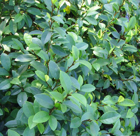 含笑花苗花大香蕉妃浓香型四季常青室内花卉绿植