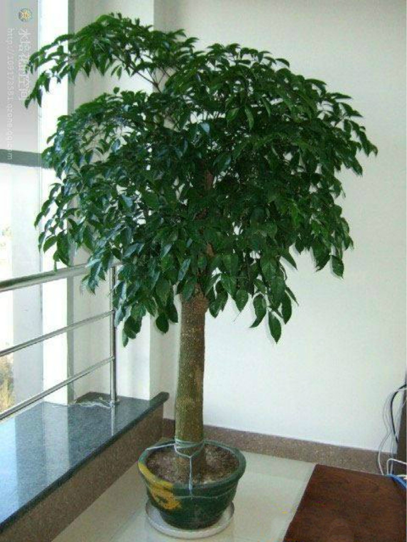 树木客厅幸福树家养绿植易活四季室内养活室外大型绿植